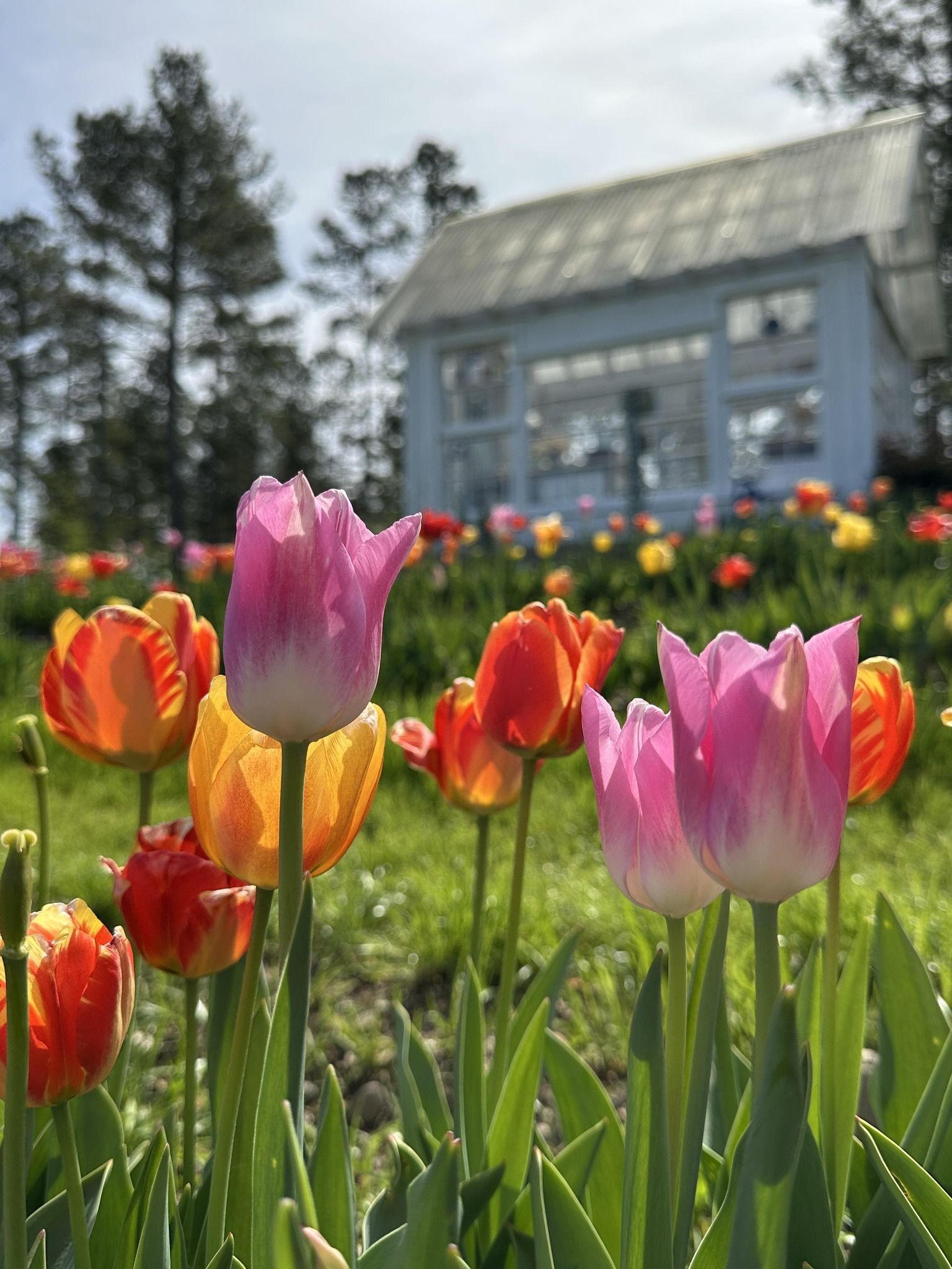 Sanctuary Ridge Farm | Decatur TN