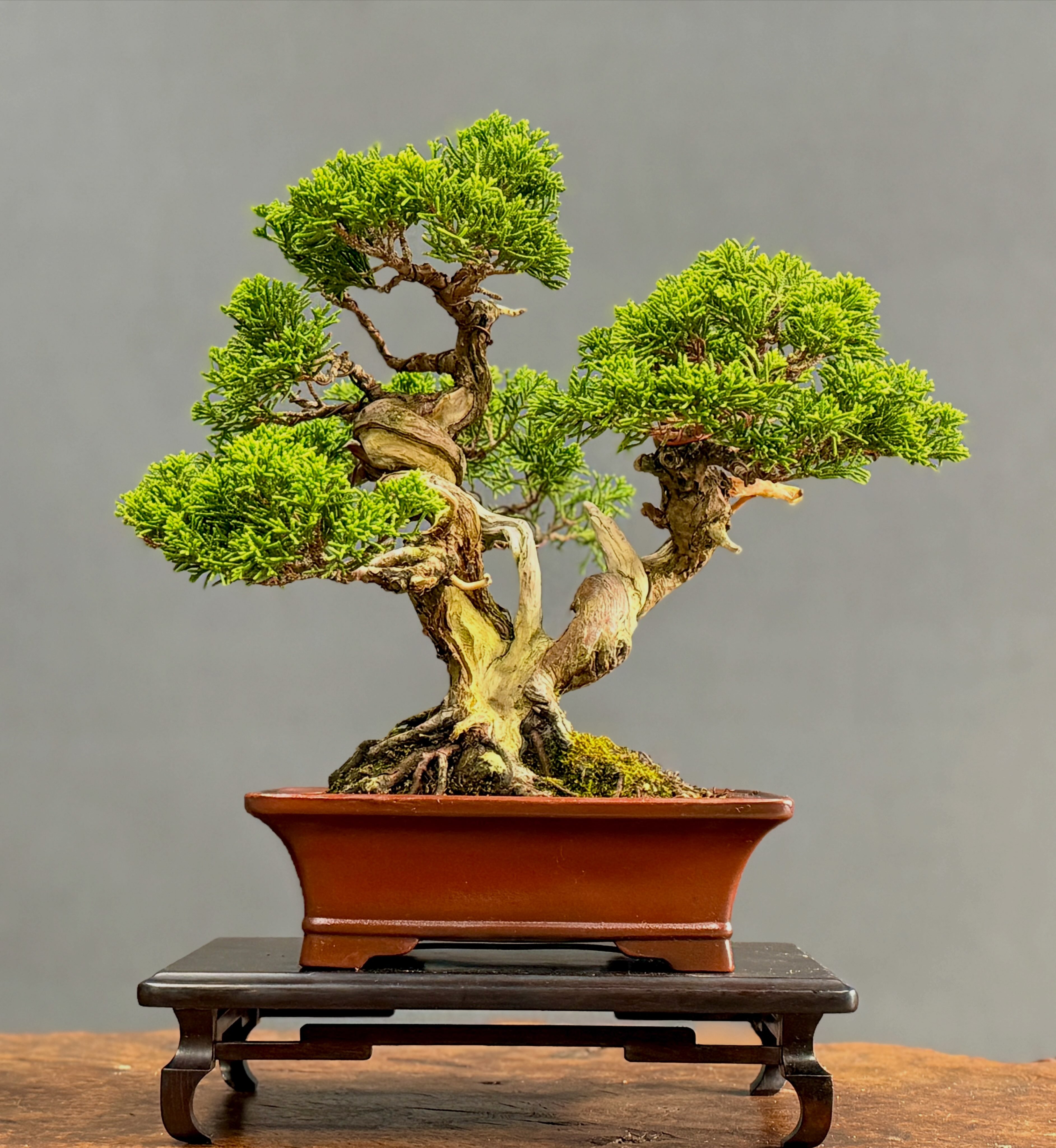 🍀蝦夷松（ Yezo spruce）🍀 気温35~38℃の中なんとか頑張っている1970