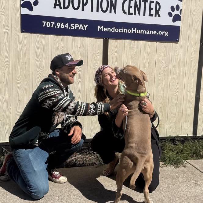 MEET DUTCH — THE DEFINITION OF A GENTLE GIANT! 🐾 ️ Dutch recently came ...
