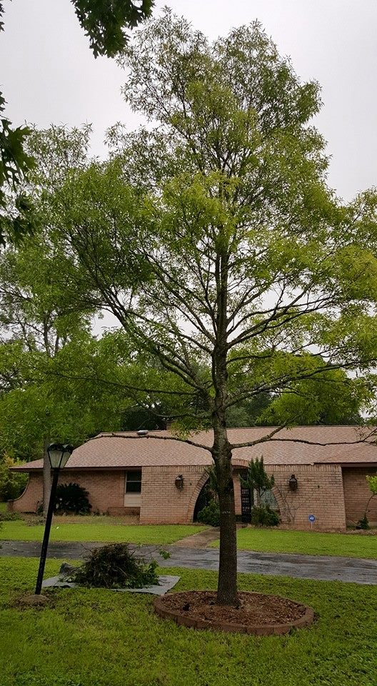 Live oak tree service | San Antonio TX