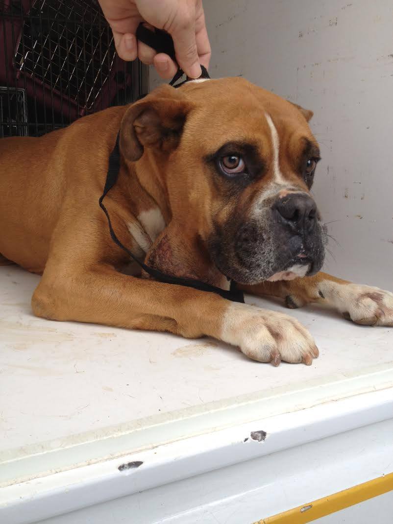 Blue Ridge Boxer Rescue added a... - Blue Ridge Boxer Rescue