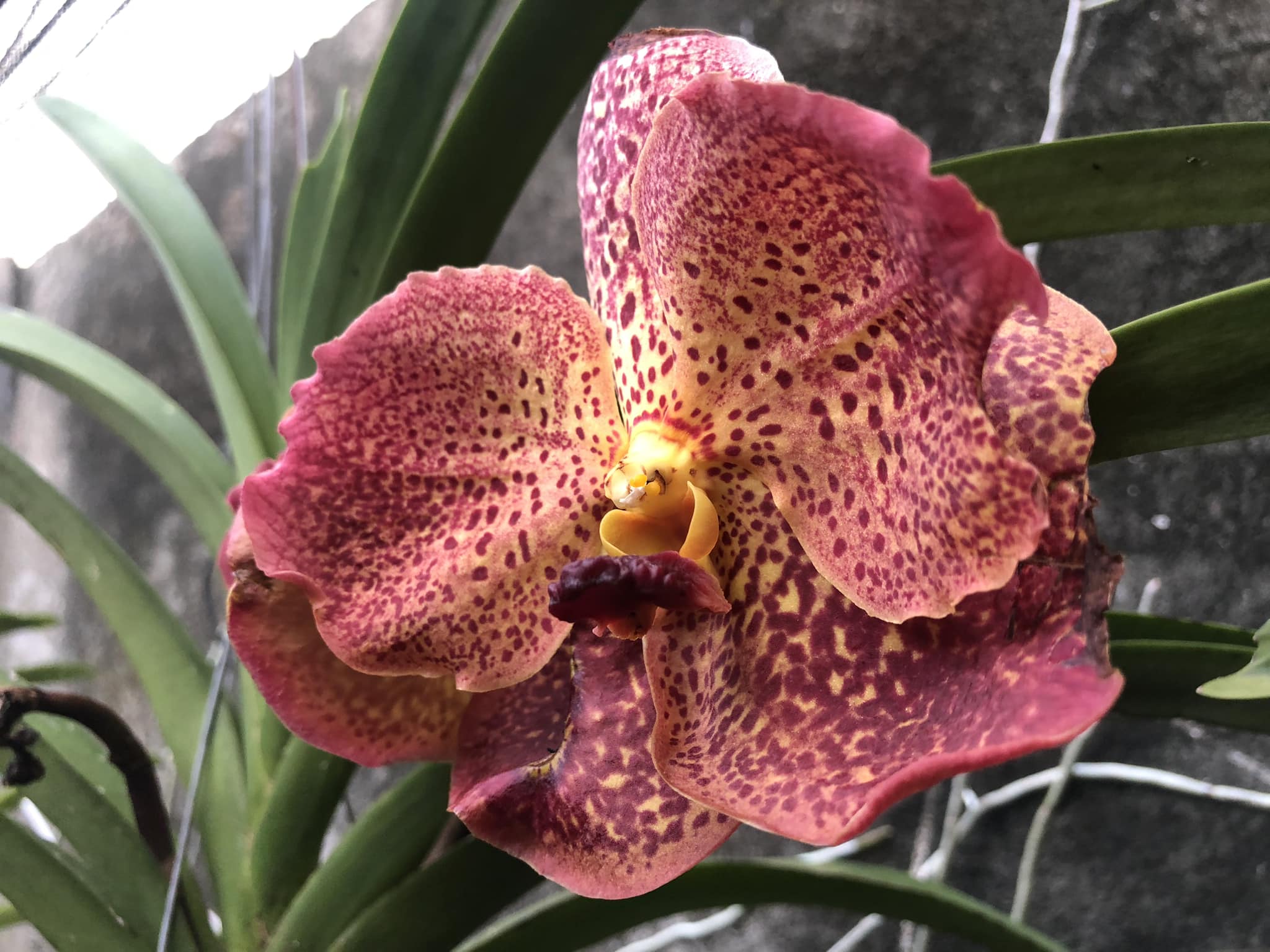 Vanda A. Fuchs Harvest Moon x Kulwadee 28.