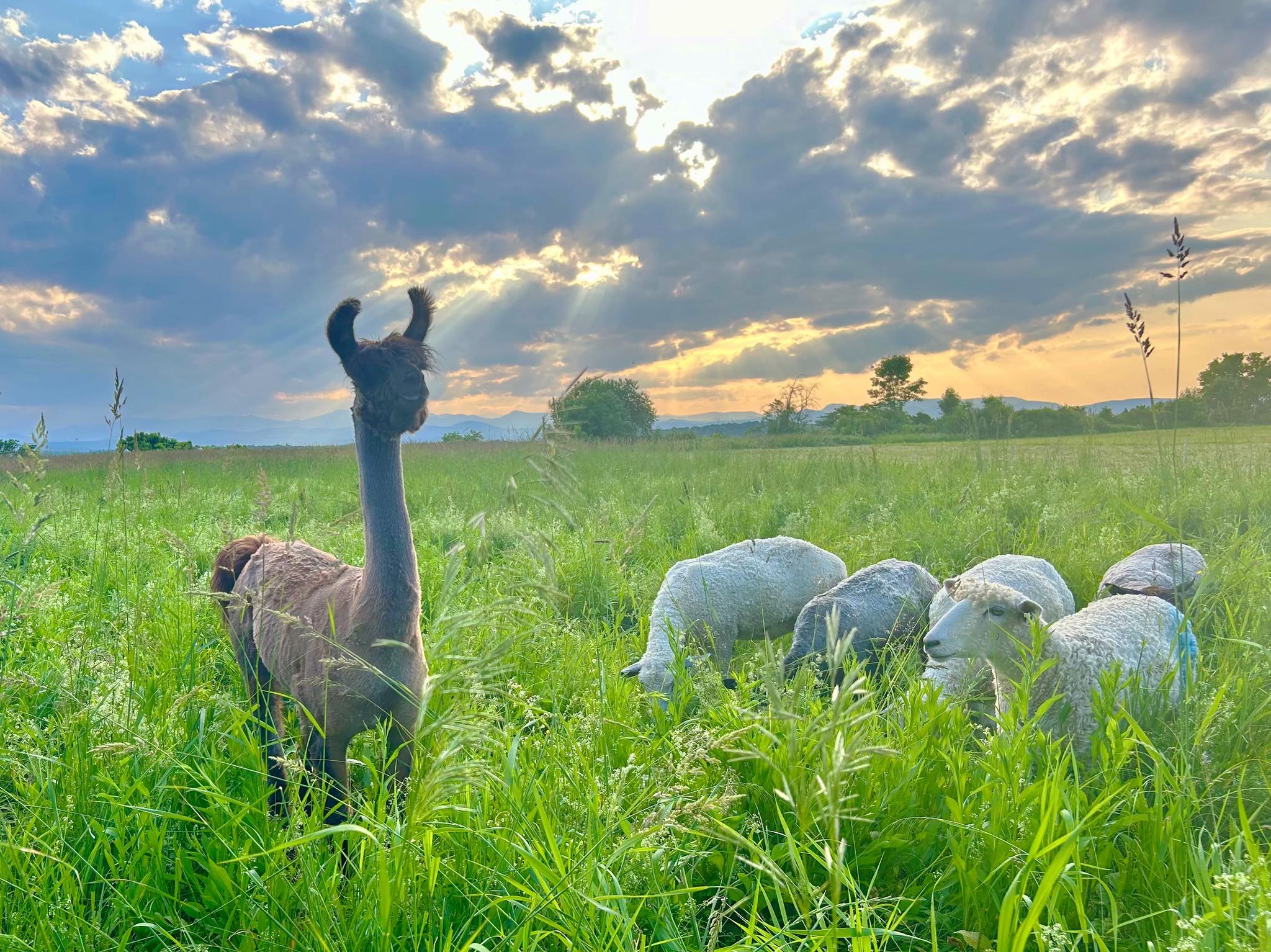 Echo Ridge Flock | Charlotte VT