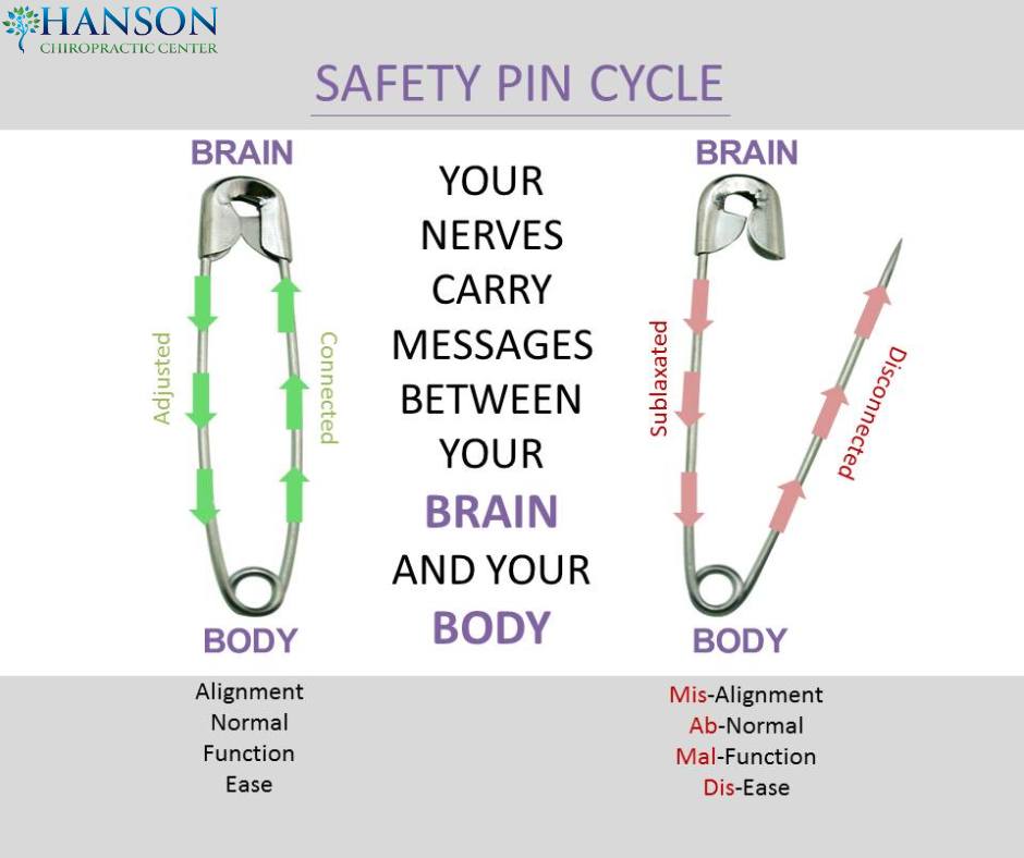 Hanson - 🧷 Your Spine and Nervous System: The Safety Pin Cycle 🧷 A ...