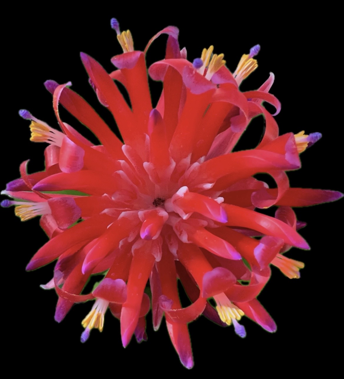 Billbergia 'La Vie en Rose' bromeliad plant