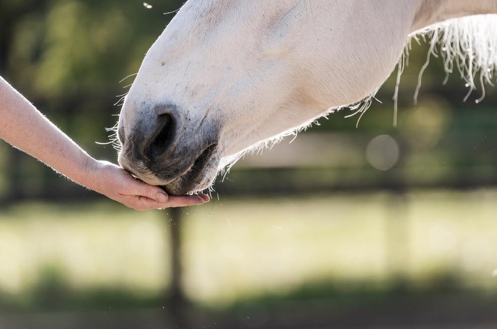 “It is a pitiful sight. Green mucus... - Your Horse Magazine | Facebook