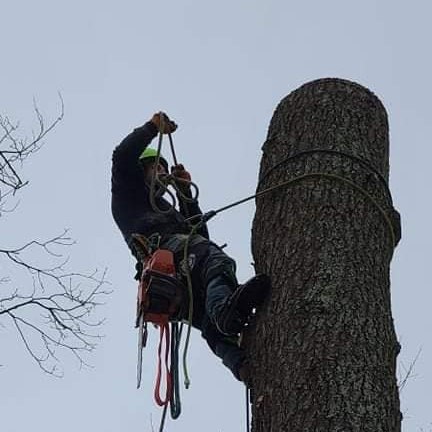 Pine Ridge Tree Techs
