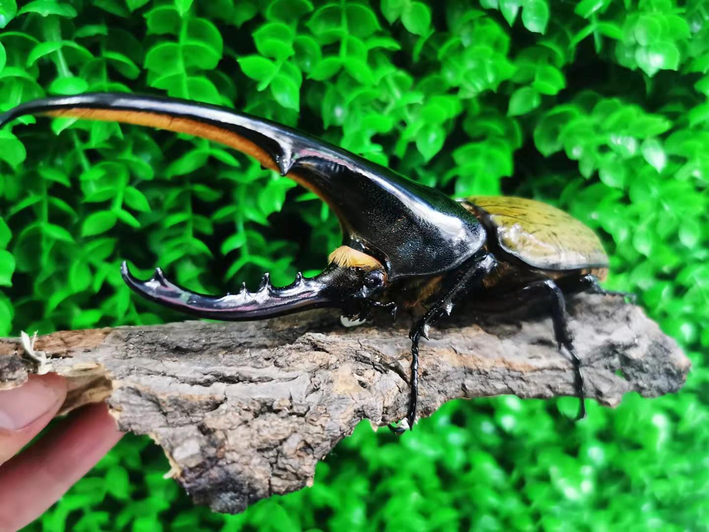 長戟大兜蟲 ＃甲蟲 #海格力斯長㦸大兜蟲... - 爬熱工房reptile workshop