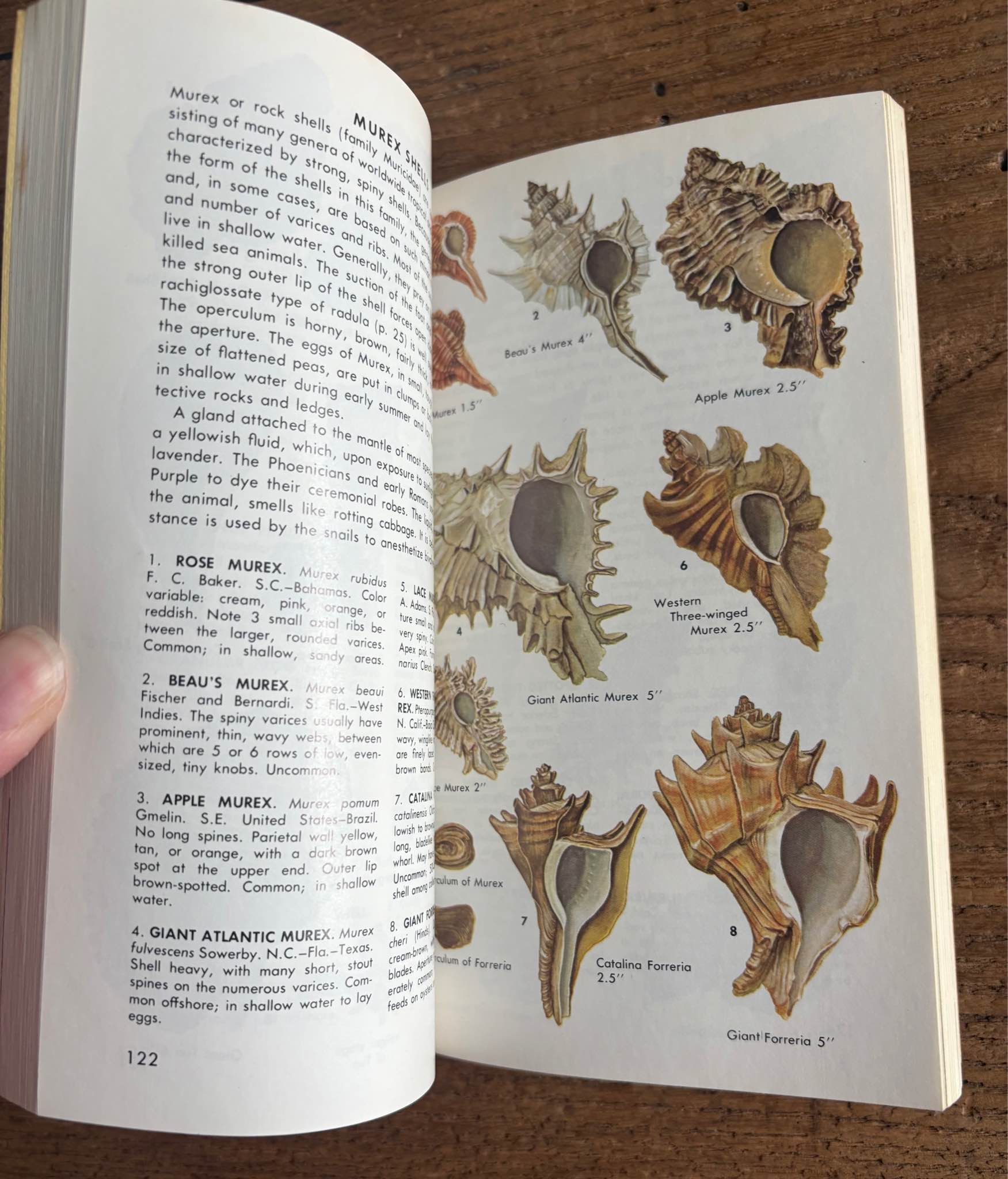 A Guide To Field Identification Seashells Of North America (1968 ...