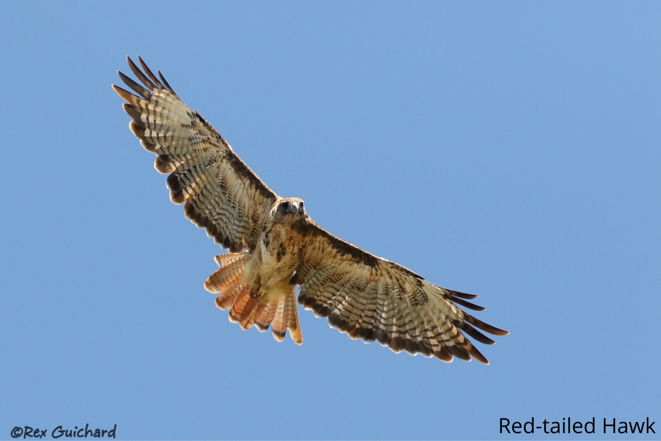 Class: Introduction to Raptors of Northwest Washington
