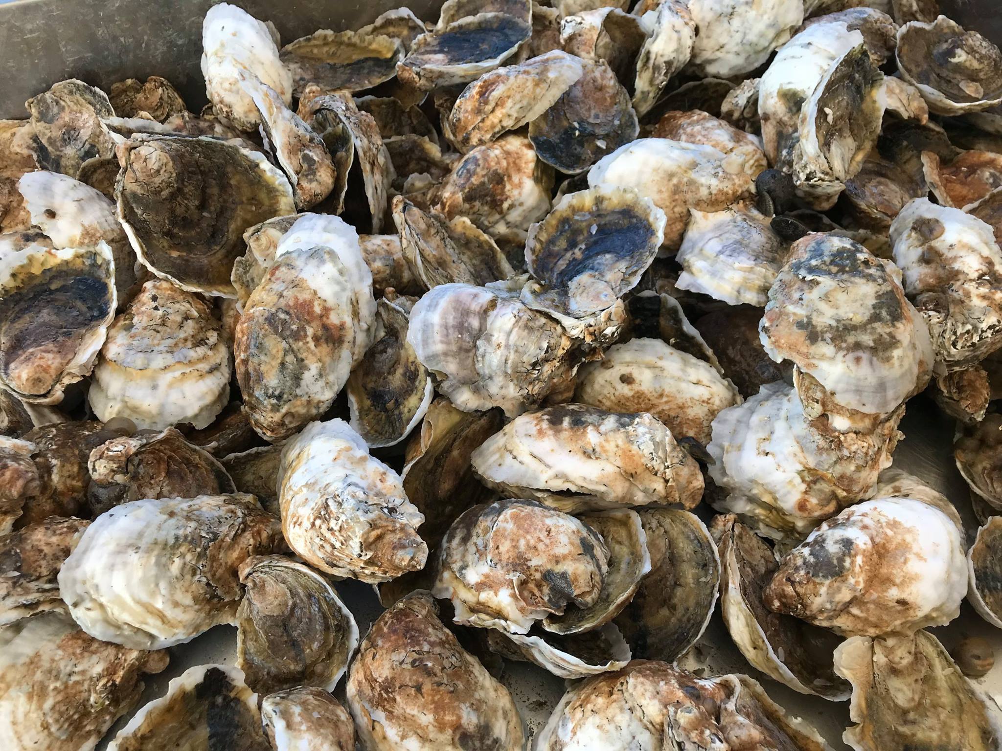Patuxent Seafood Company, LLC Home