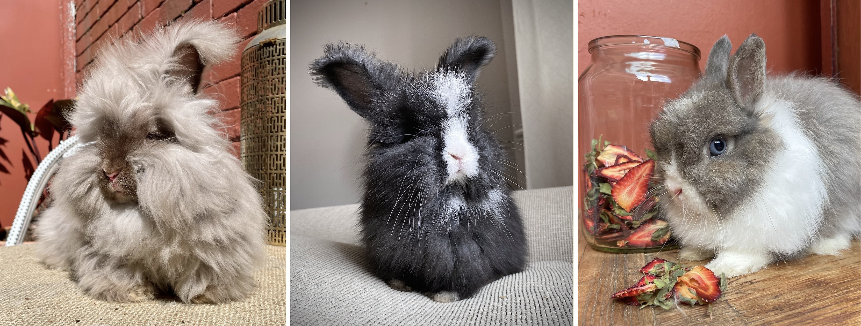 The Wooly Rabbit | Sydney NSW
