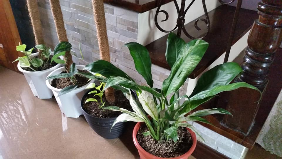 Garden Nook Nfs I Put Them Indoor Grows So Fast At Facebook