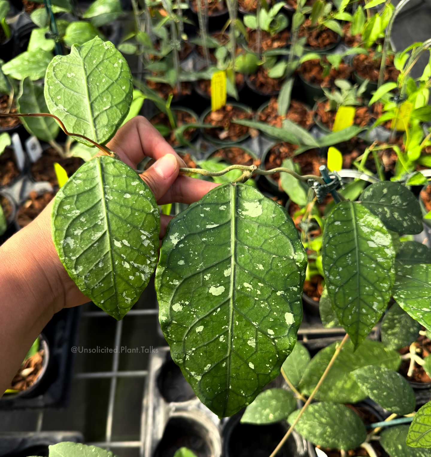 odd eye　904545アカシア Hoya 'Exotica' (Aceh) She's looking fiyaaaa. When I saw this plant