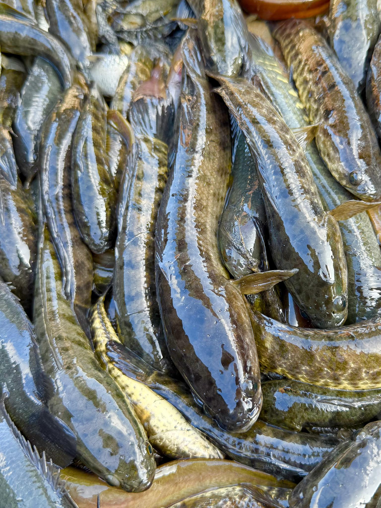 Authentic Native Snakehead Fish #fblifestyle