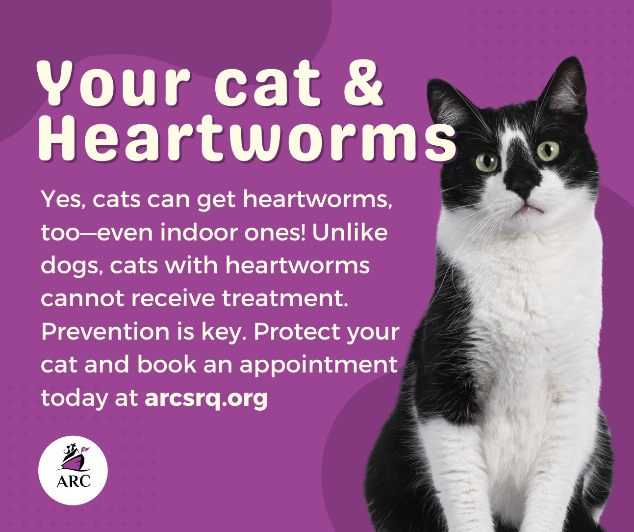ARC - ARC offers Revolution Plus and Nexgard Combo to protect cats from ...