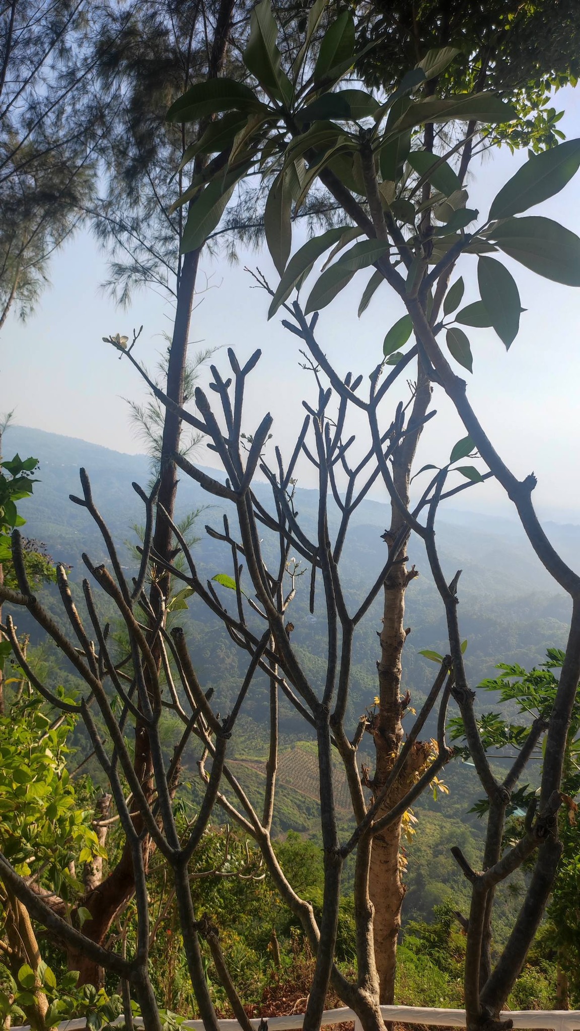 Musfera Morium