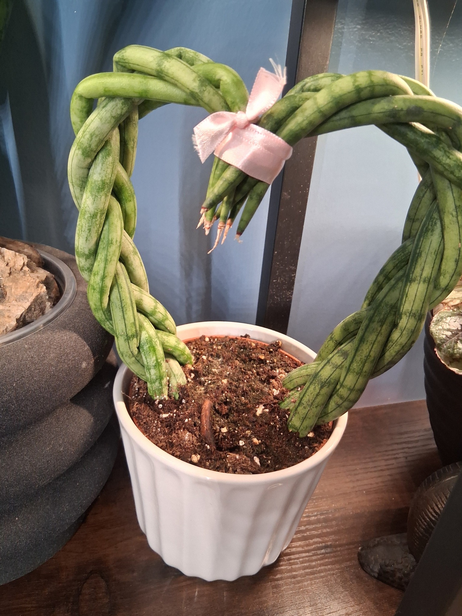 Sansevieria Cylindrica plant gift ideas