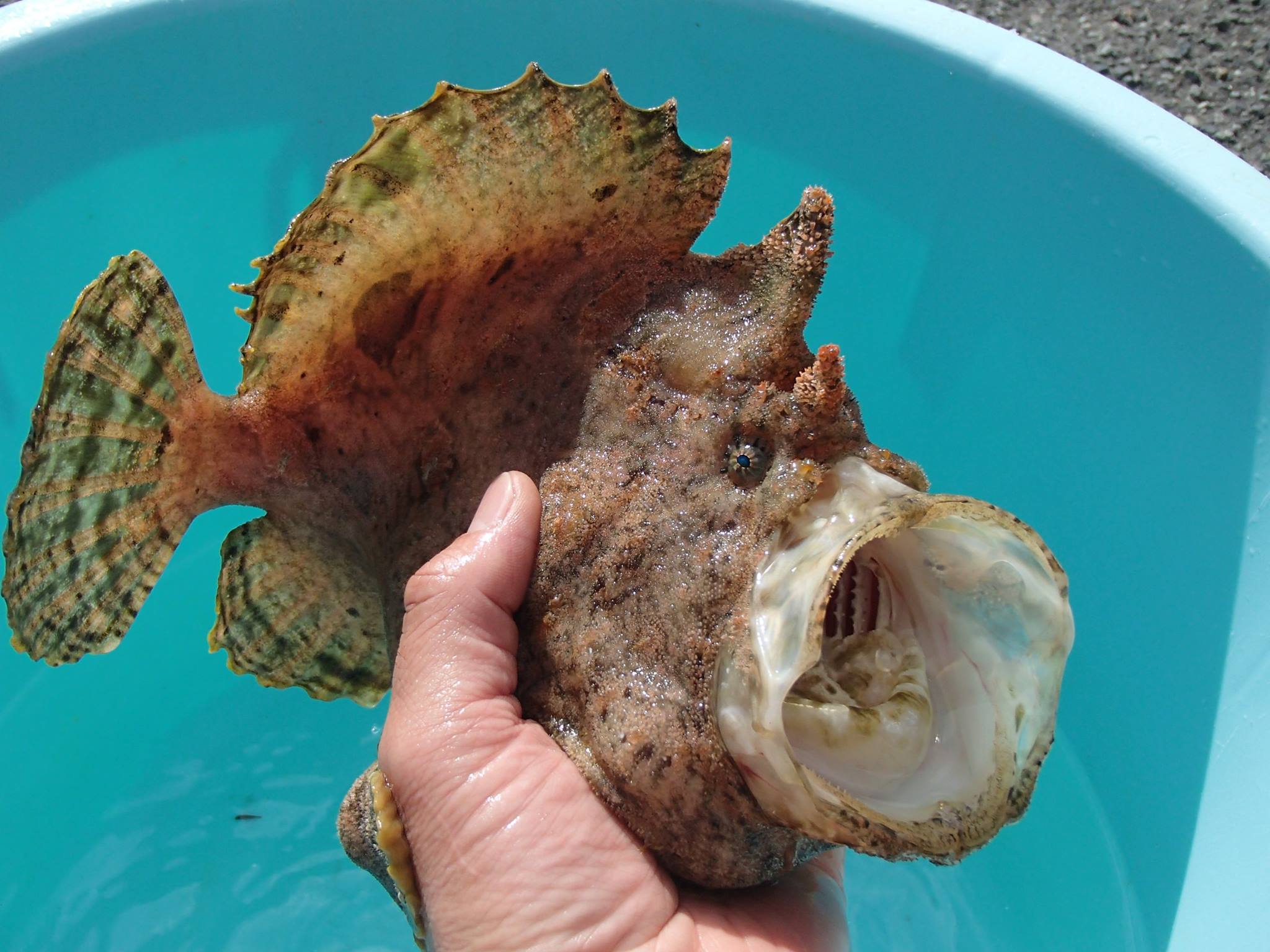 ジャンボサイズのカエルアンコウ～ 今日もみとしーに変わったお魚が