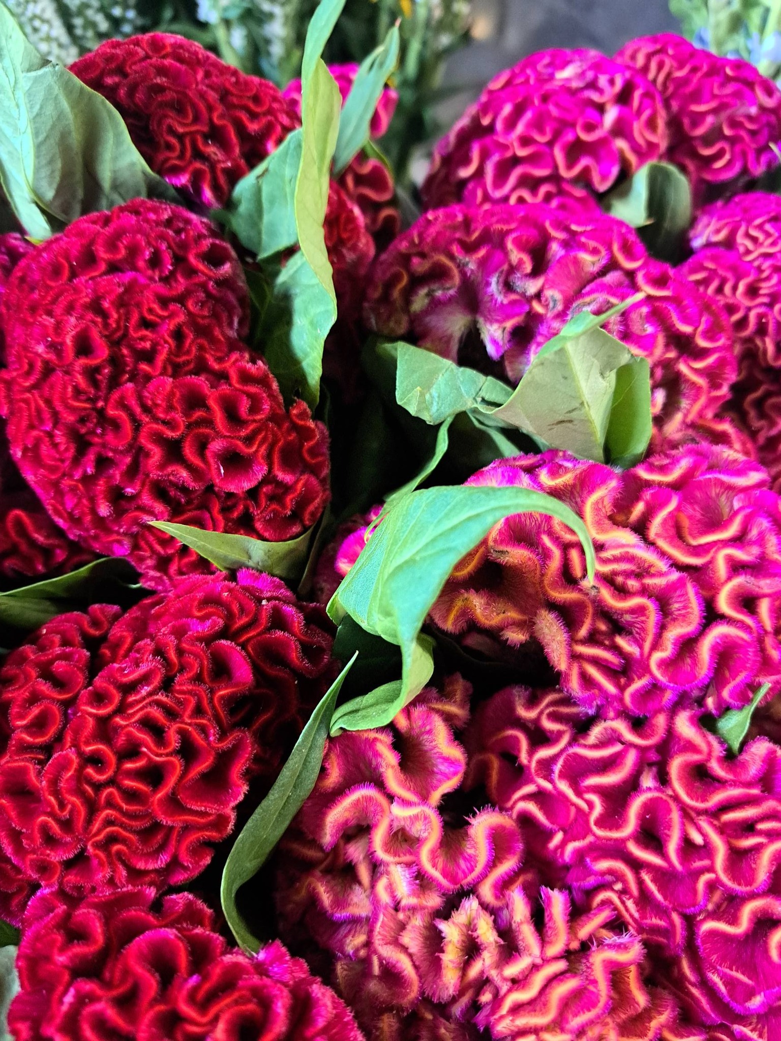 Lots of fresh flowers today.