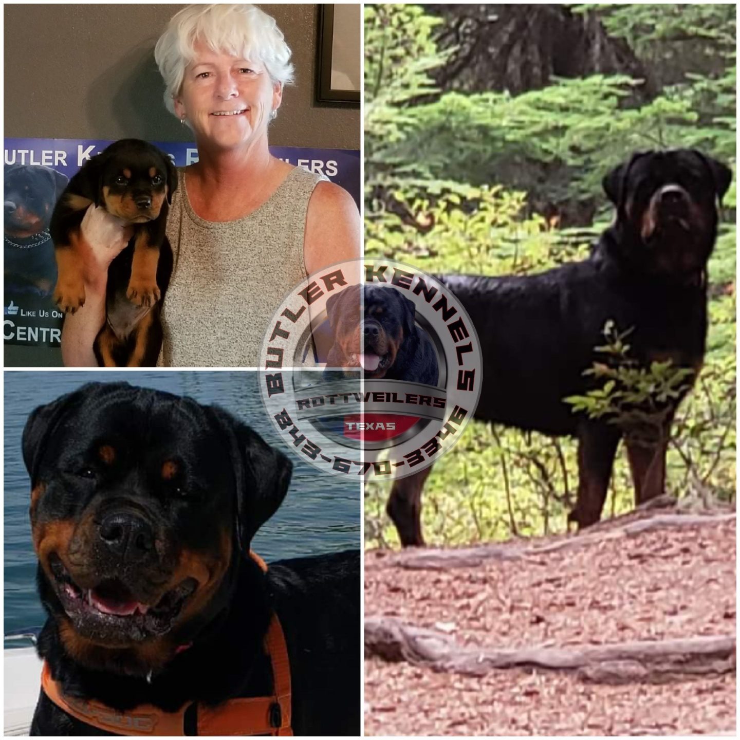 Congratulations to Anne... - Butler Kennels Rottweilers