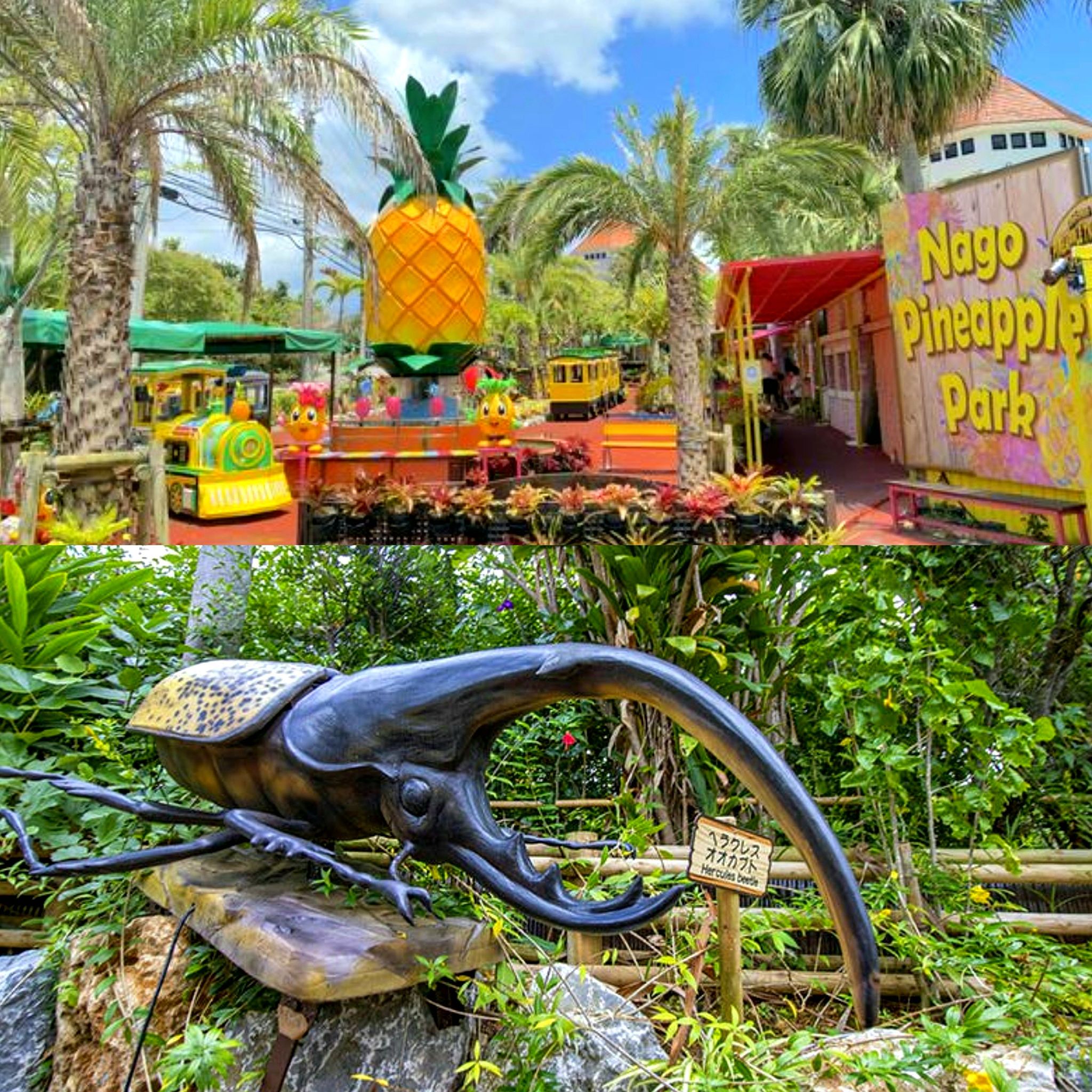 🌴🍍Nago city 沖縄県の北部 🌴🍍名護市パイナップルPark 🌴ジャン