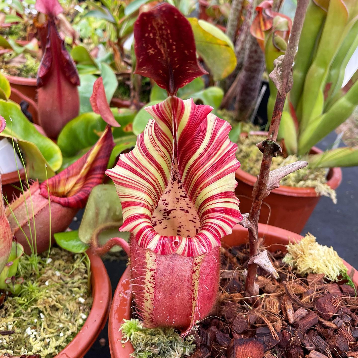 Spectacular Nepenthes 'Candy Dreams' plant