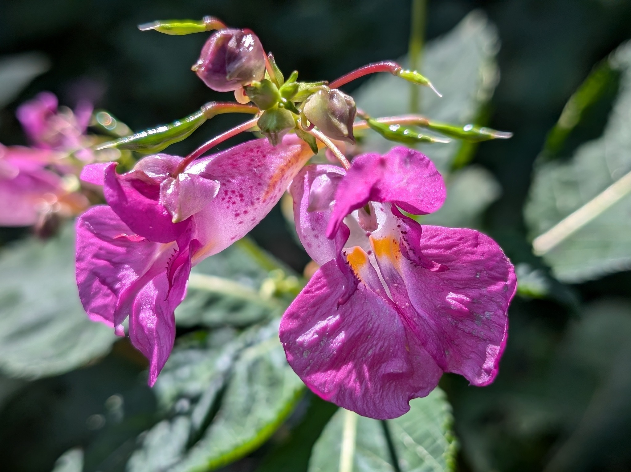 🌳みどりと花の歳時記～3月④🌺 これまで同時期に登載した植物を中心