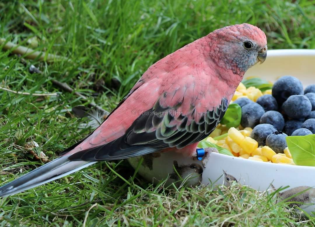 Beautiful & Cute 💗... - K&S Parrots, Parakeets Farm