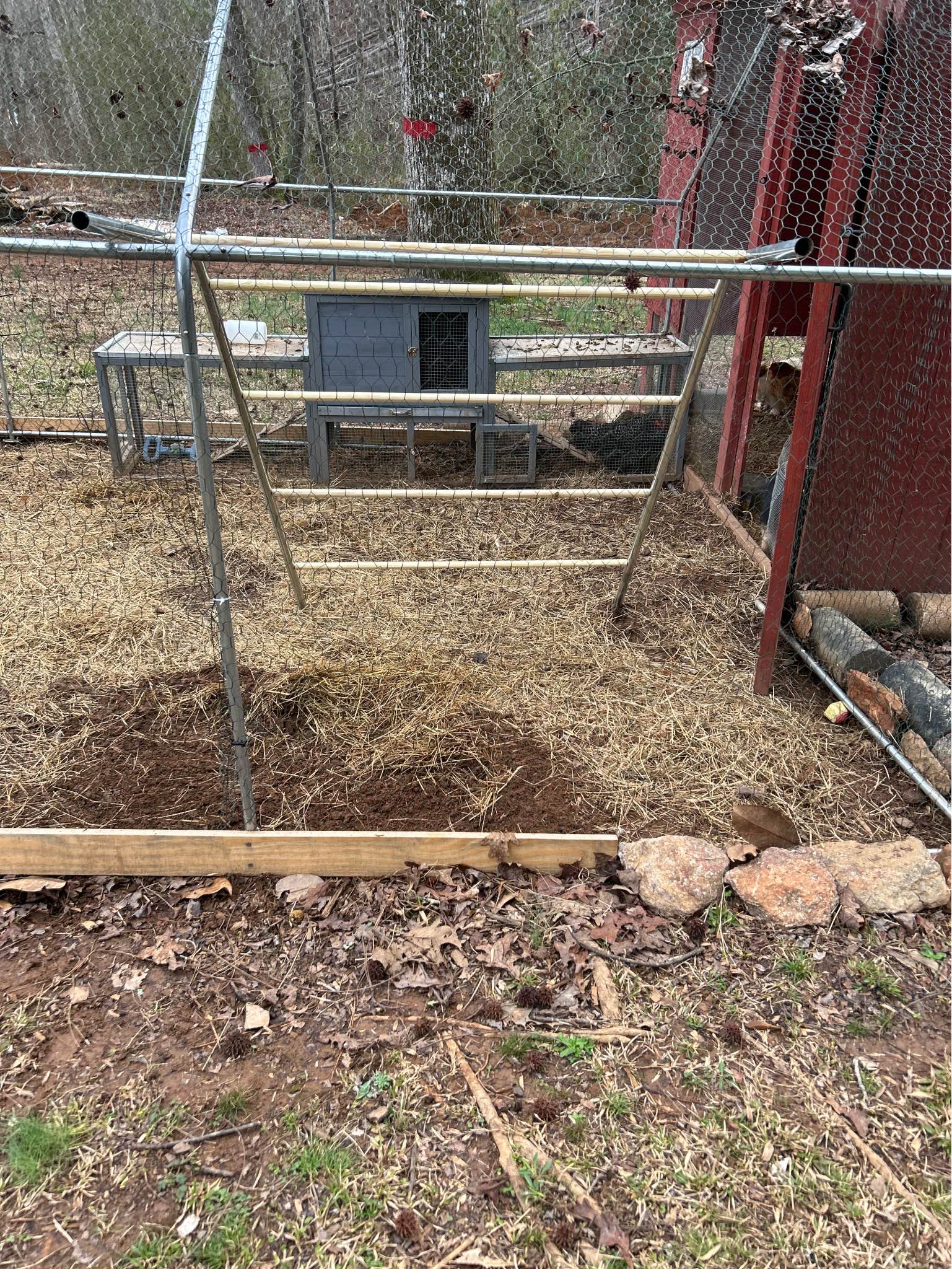 Chicken rooting bar - Plants & Seedlings - Wedowee, Alabama | Facebook ...