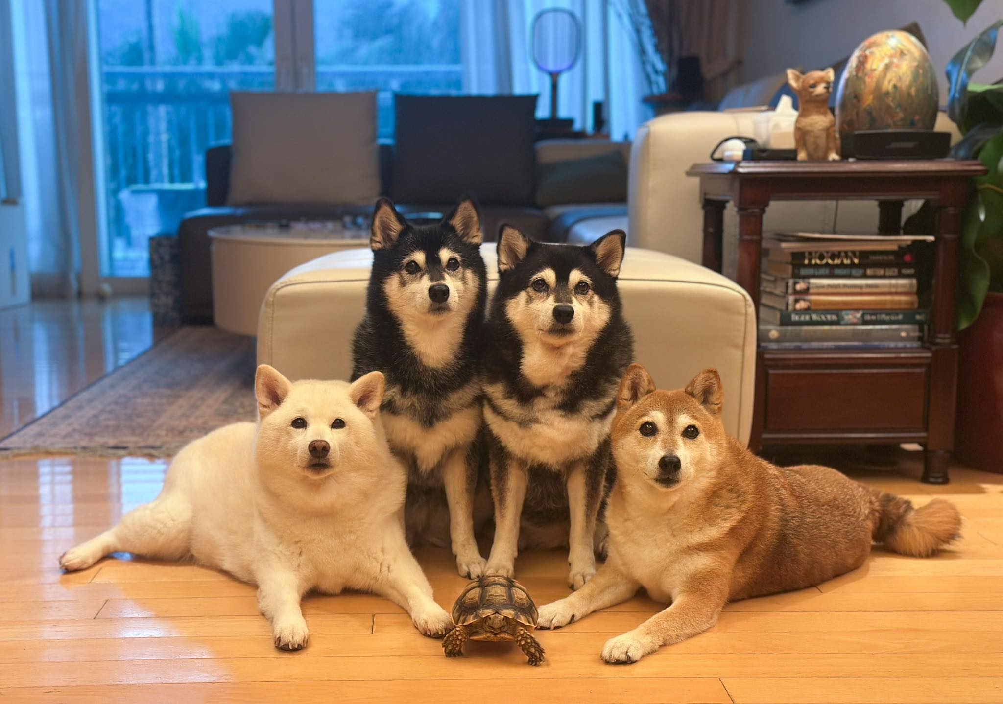 柴犬／Shiba Inu - - 柴犬／Shiba Inu - Kikko, Sasha, Momo & Hina