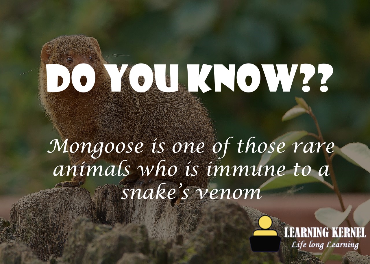 Learning Kernel - The modified receptors of these animals...