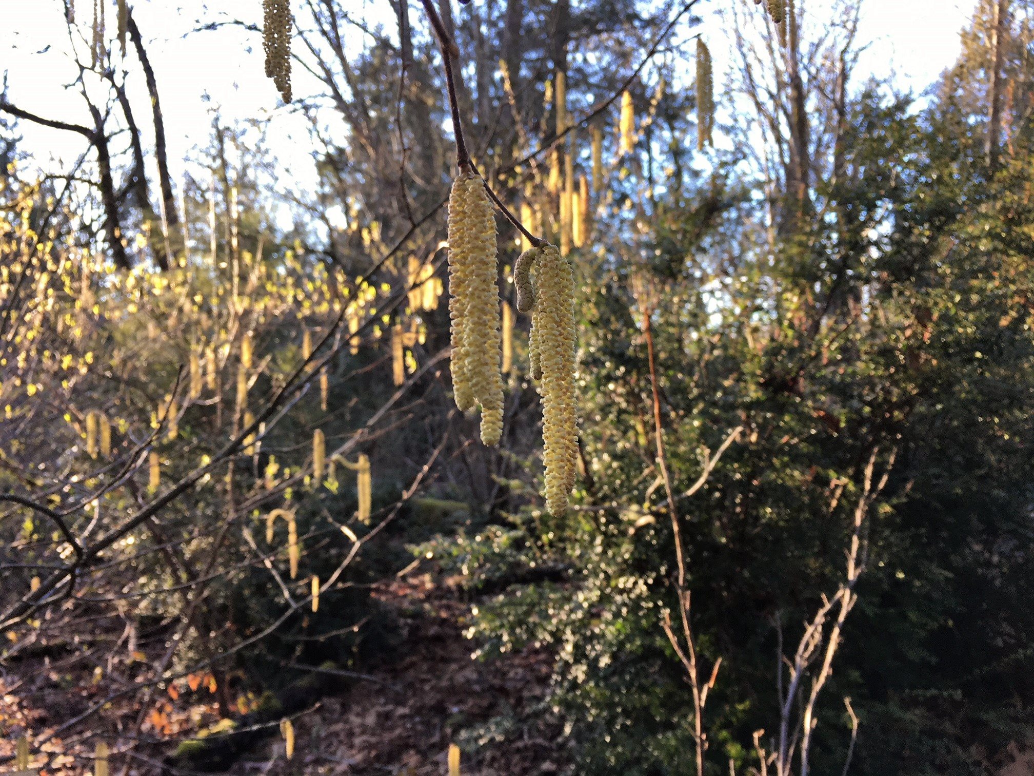 Catkins are long clusters of... - Bellevue Botanical Garden | Facebook