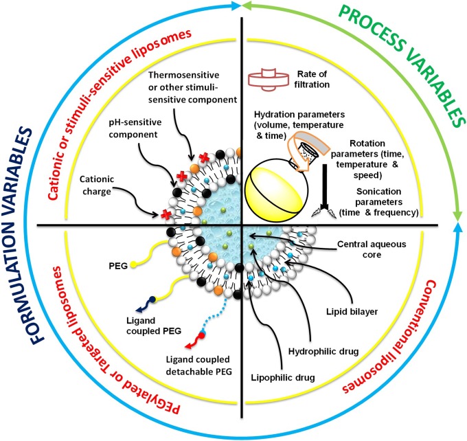 CD Bioparticles - A promising drug carrier, liposomes... | Facebook