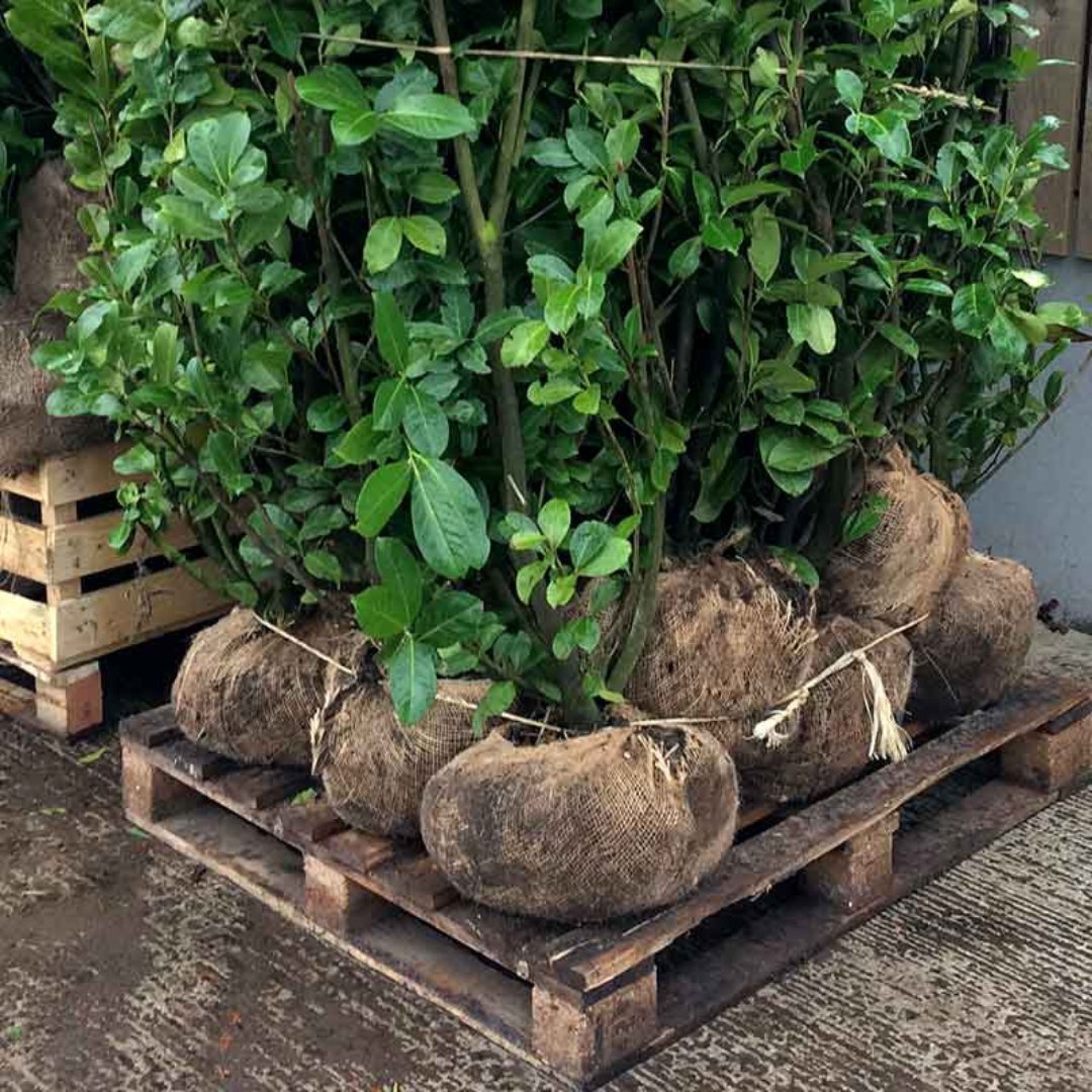 Hedges - What is Root Ball Hedging? Root balls are field-grown hedging ...