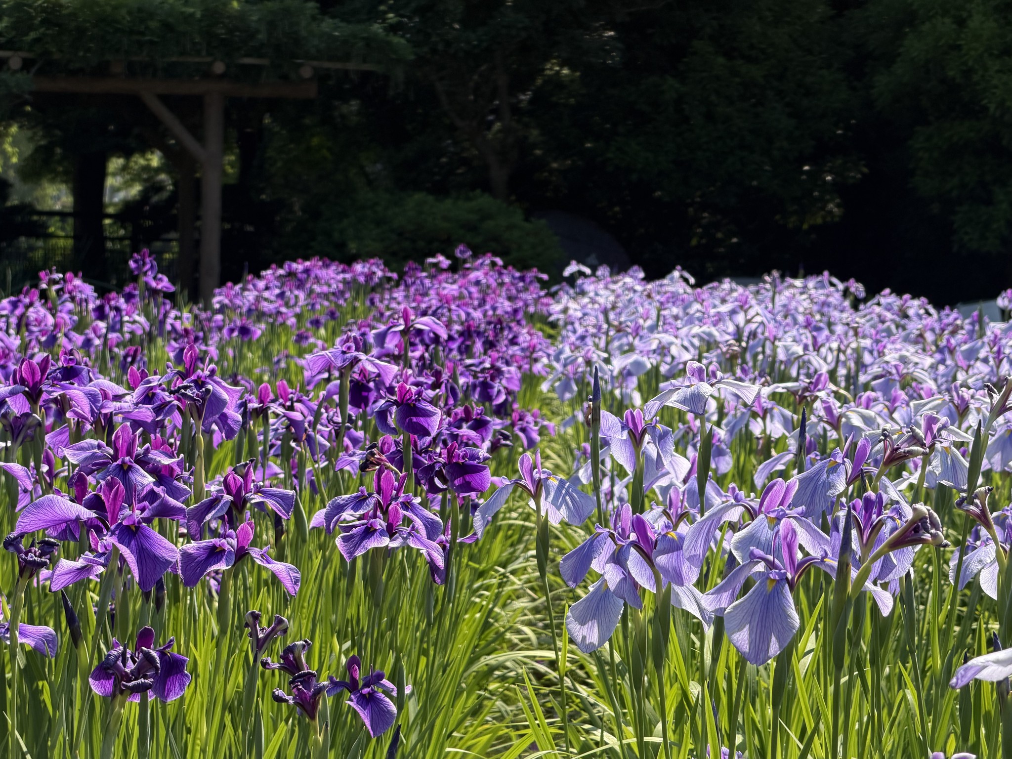6月1日現在の開花情報です? 園内の花しょうぶが綺麗に咲いています 