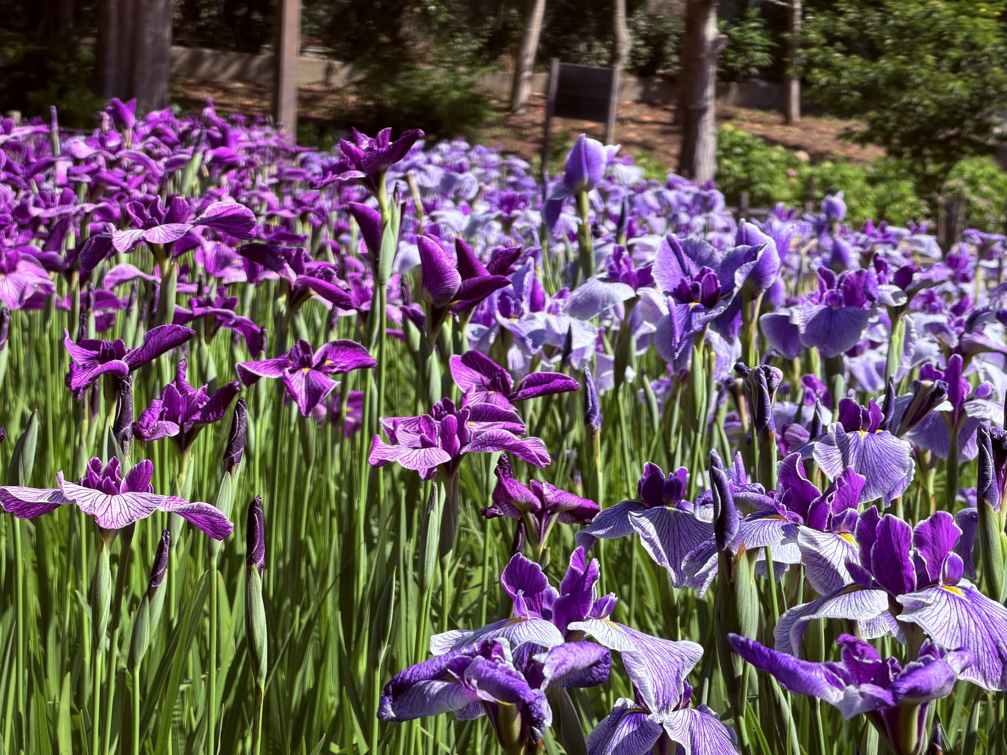 6月1日現在の開花情報です? 園内の花しょうぶが綺麗に咲いています 
