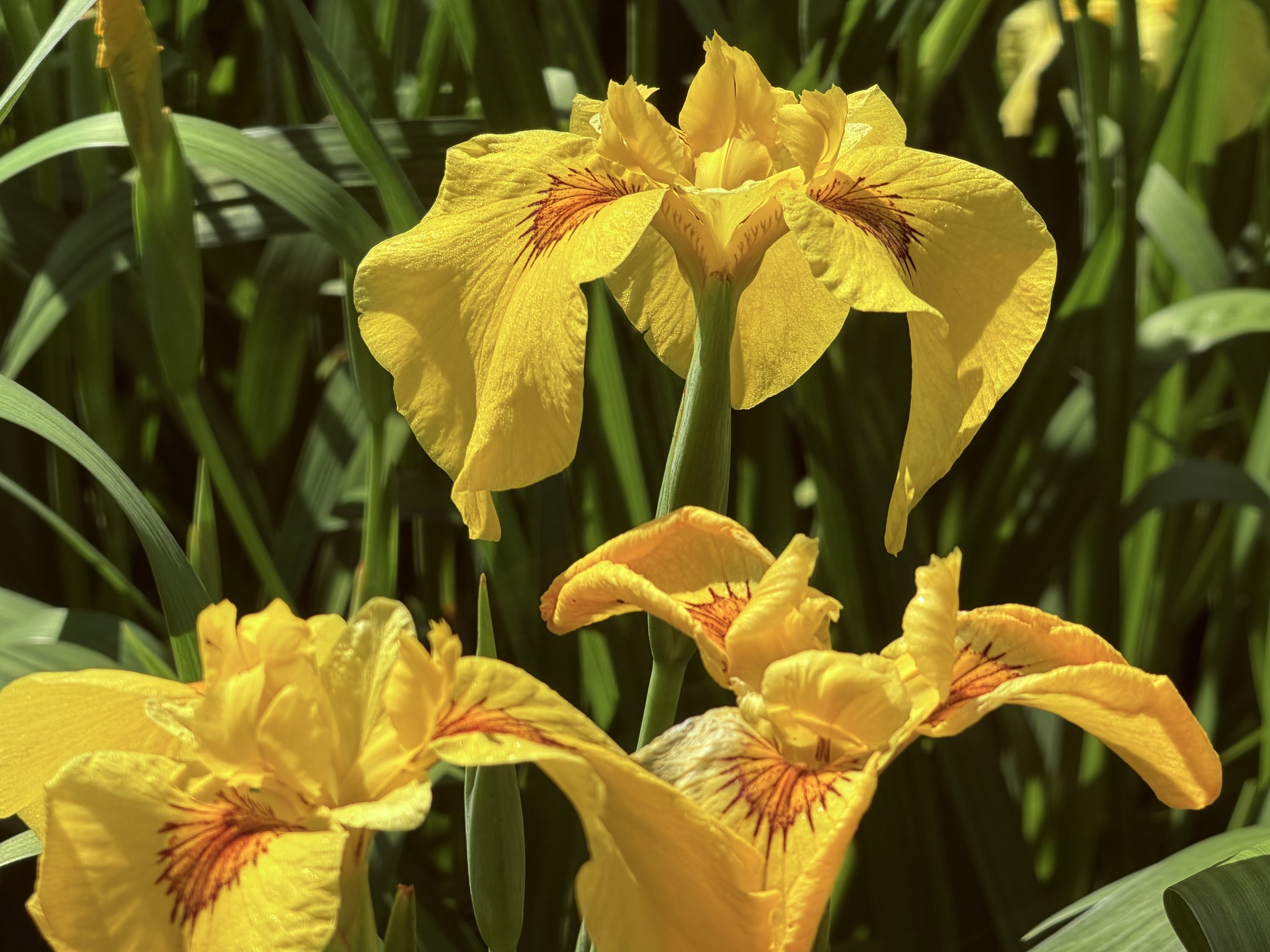6月1日現在の開花情報です? 園内の花しょうぶが綺麗に咲いています 