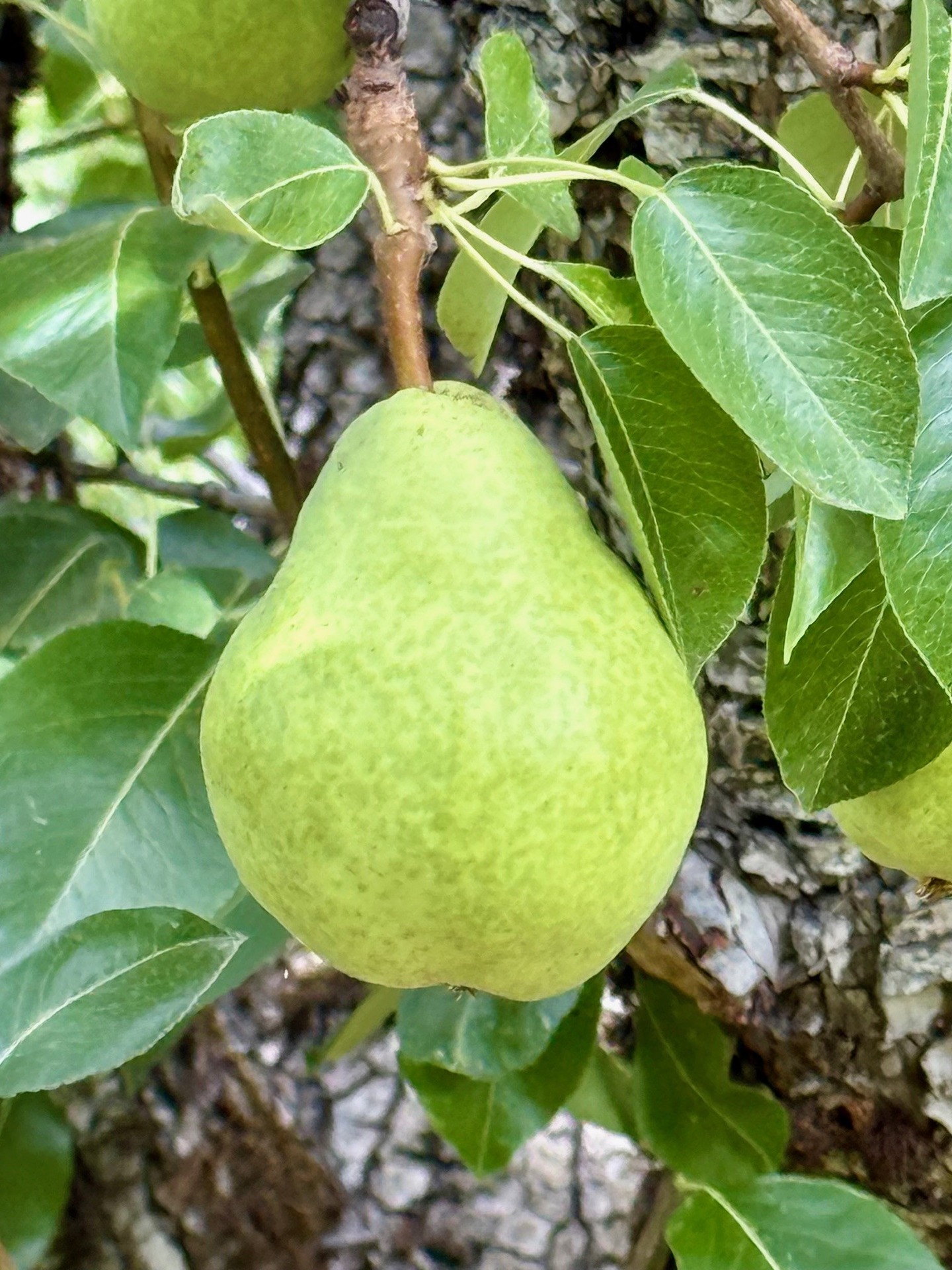 Duckwall Fruit - 🍐 The 2025 Pear Season Is Here! 🍐 Harvest... | Facebook