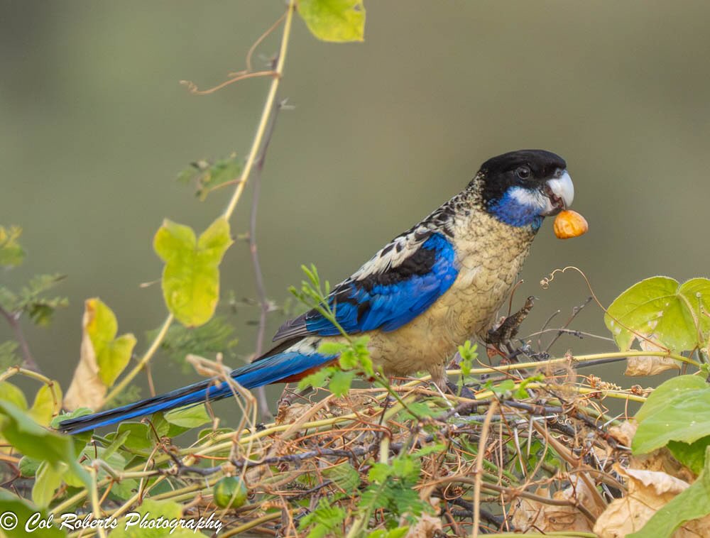 Col - A Northern Rosella enjoying foraging for Passiflora foetida ...