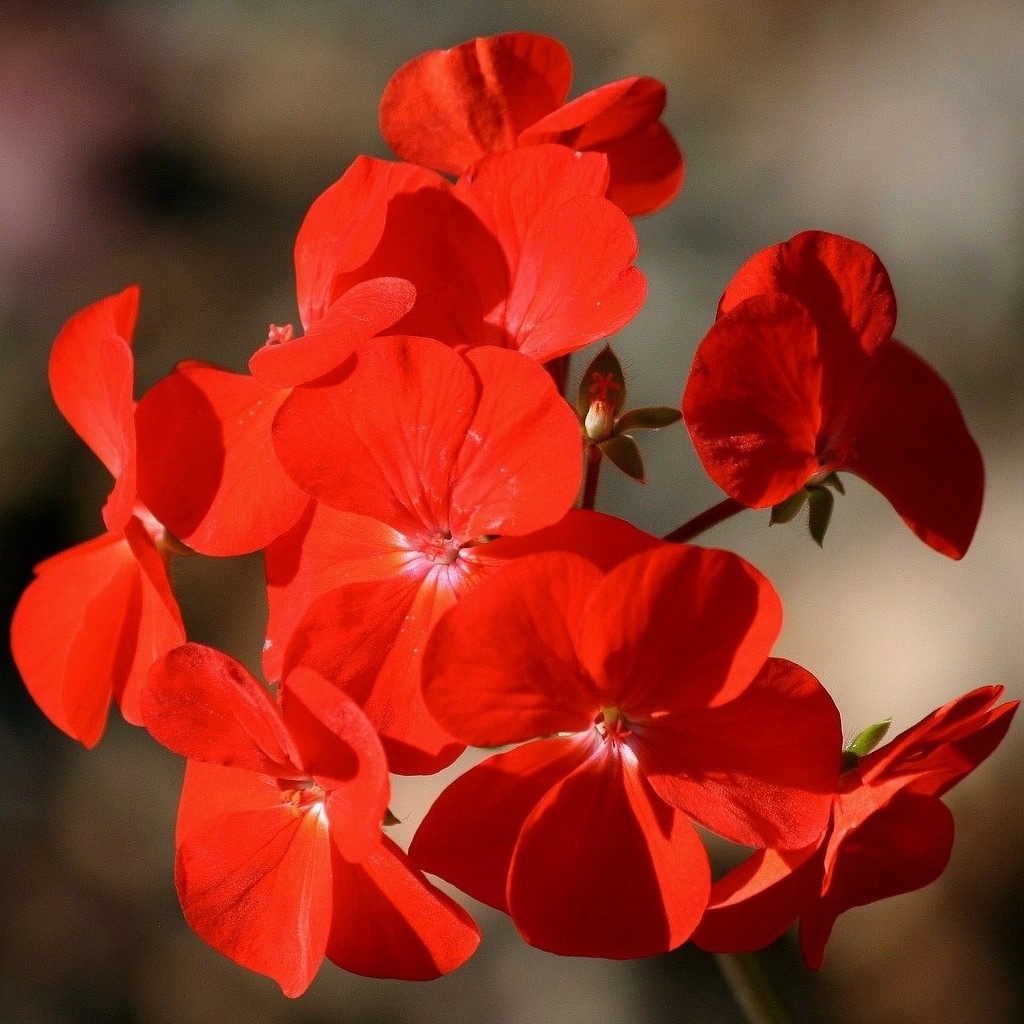 Team Geranium