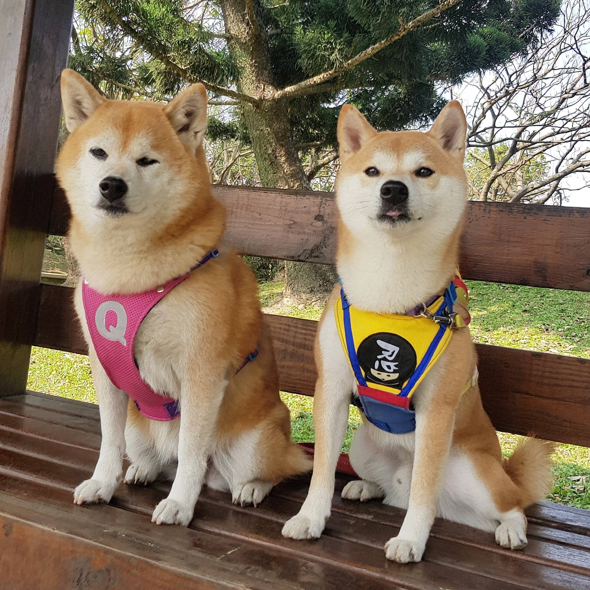 柴犬Q將 - Q娘：覺得……我家二柴不似柴！ 一隻像貓🐱 一隻像倉鼠🐭 越養越歪😂 #shiba #dog #寵物... | Facebook