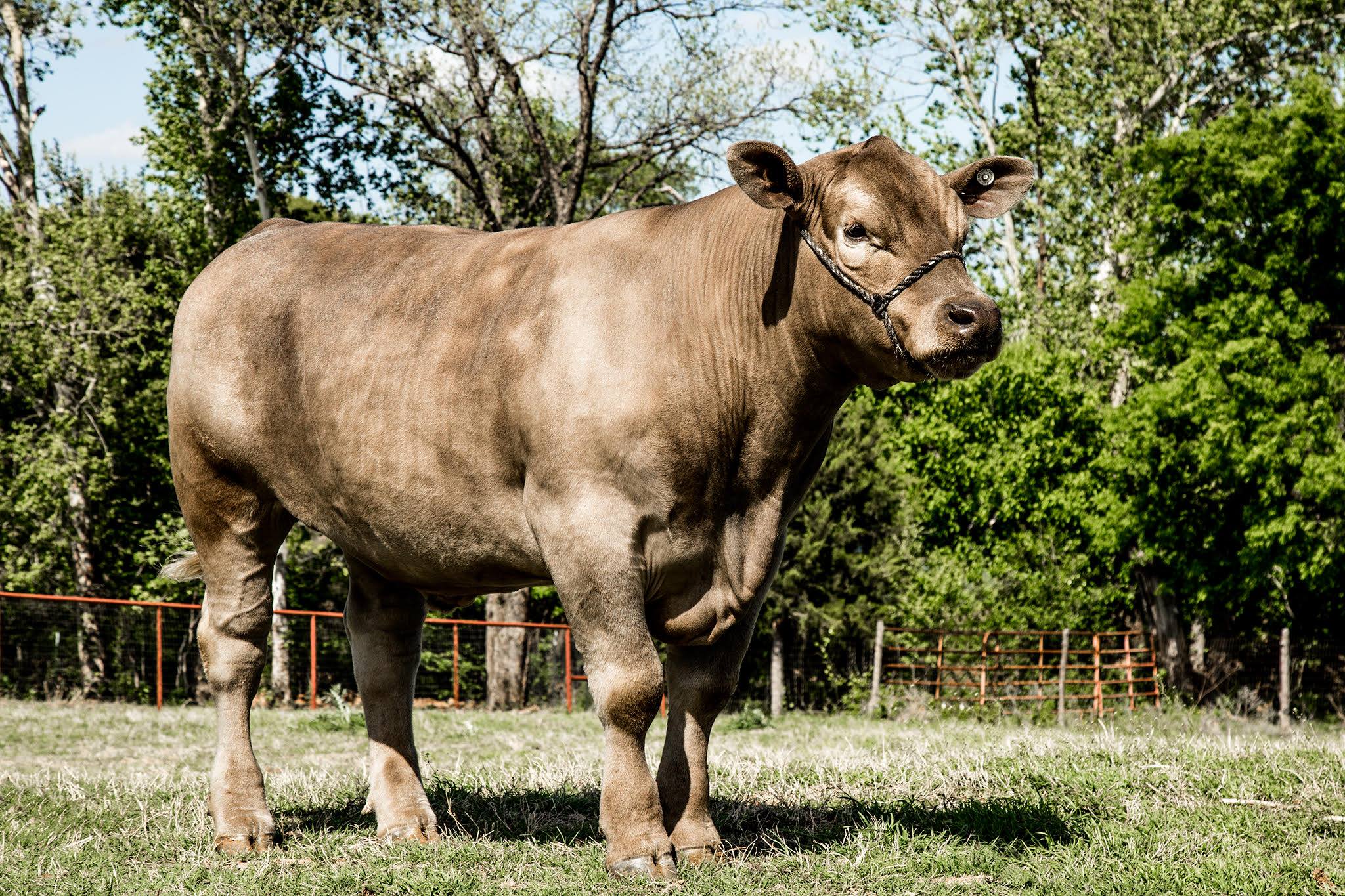 XO Ranch | Aubrey TX