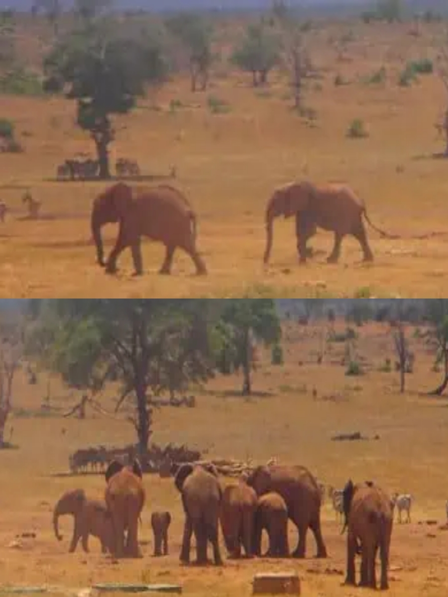 I Love - The elephant is a truly sentient and intelligent being Photo ...