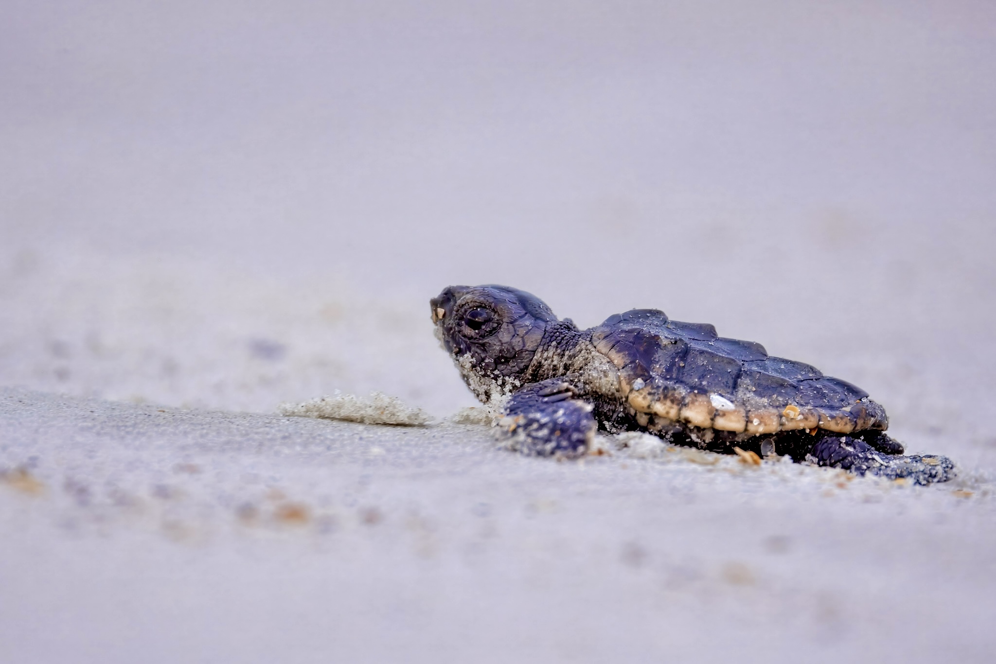 Nest Evaluation MC50 (Loggerhead Sea Turtle)