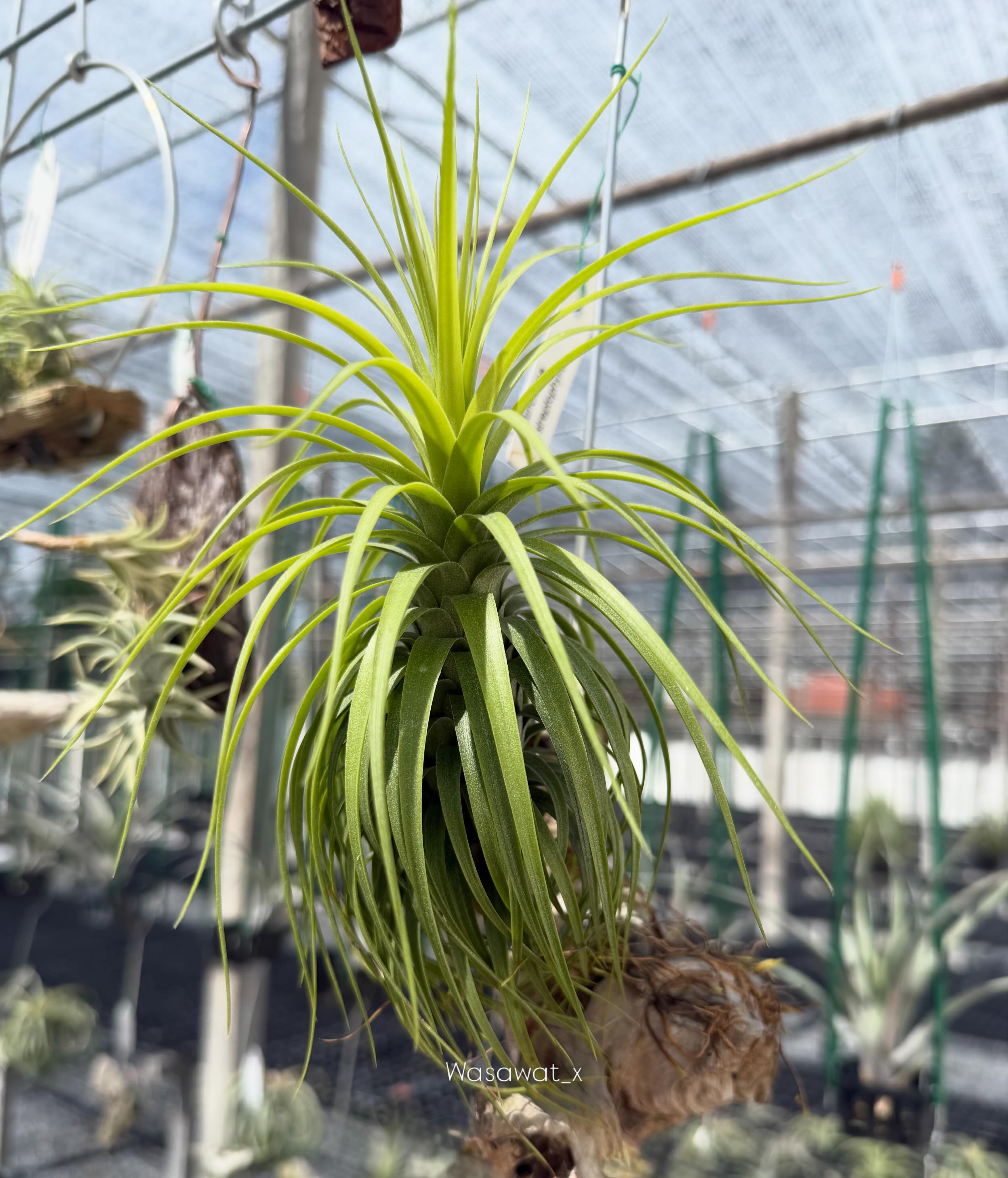 Tillandsia bulbosa Tiny Dancer #tillandsia #wasawattillandsia 