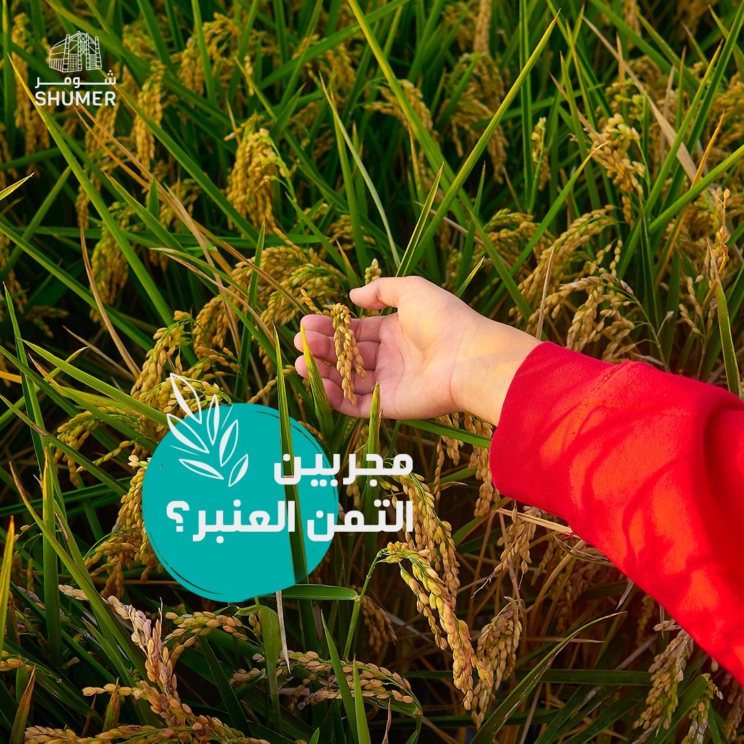 Shumer - تمن العنبر یبدأ موسم زراعته في شهر أیار ویستمر... | Facebook