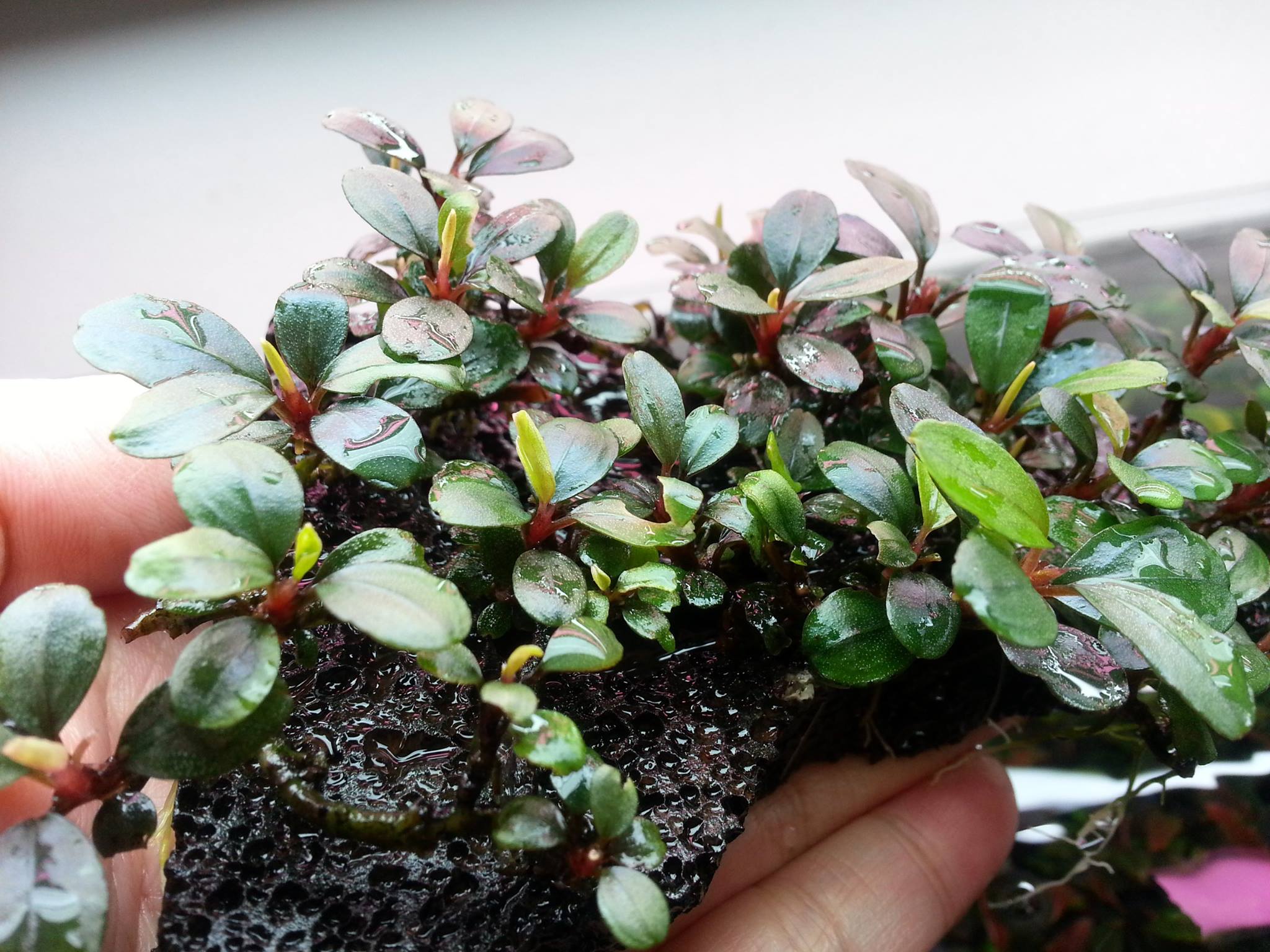 Bucephalandra sp. Melawi 