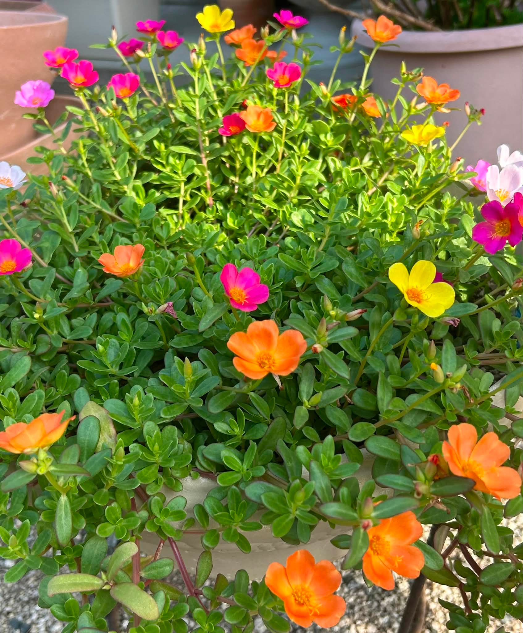 カラフルなポーチュラカの花束 ✨花友さんの庭に咲くポーチュラカ✨