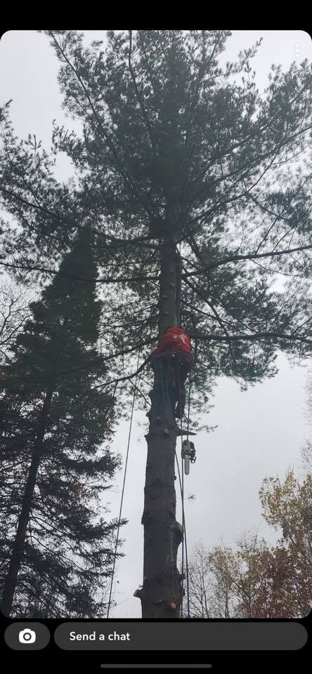 Patriot Tree LLC | Sebewaing MI